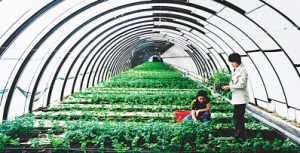 农产品发票来源不同其进项税额有什么差异？